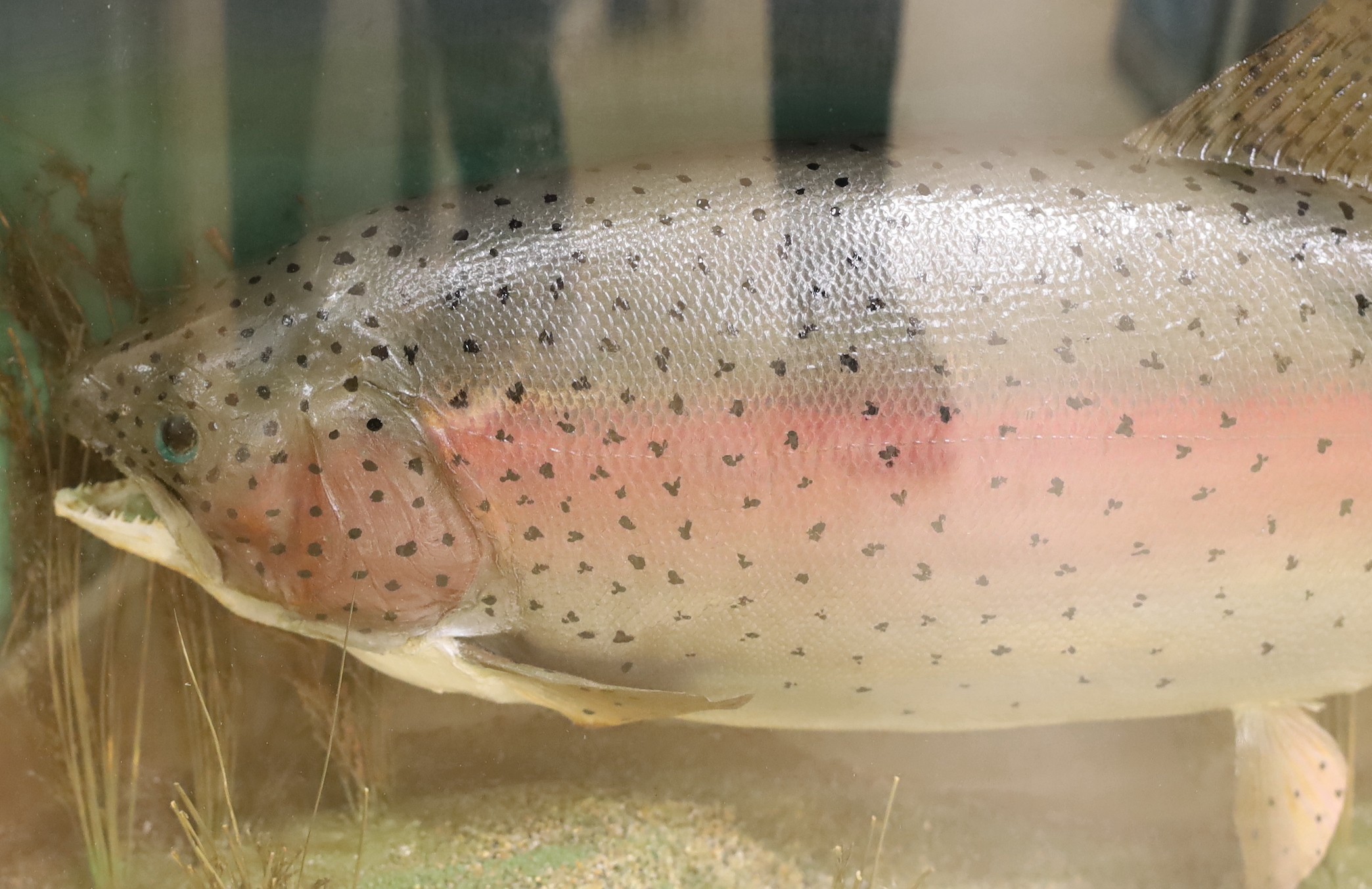 A cased taxidermic Rainbow Trout, by taxidermist Peter Stone,12lb 6ozs, caught by Eamon Bradley, Bayham Lake, October 8th 1988